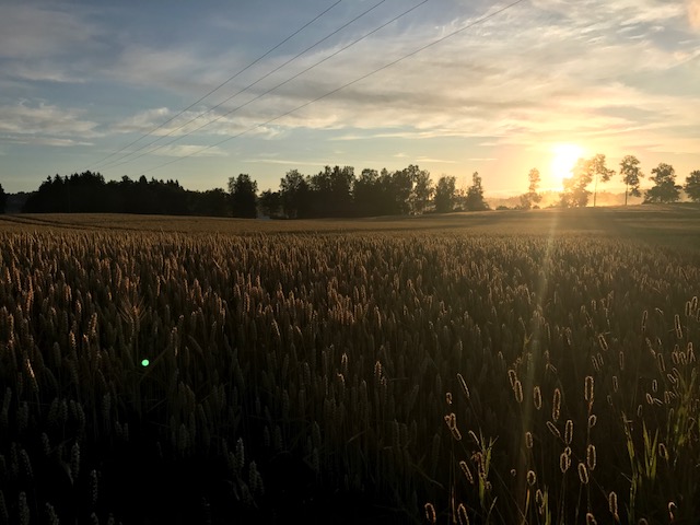 Bilde fra JAHREN GÅRDSDRIFT THOMAS HANEBORG i Ørje